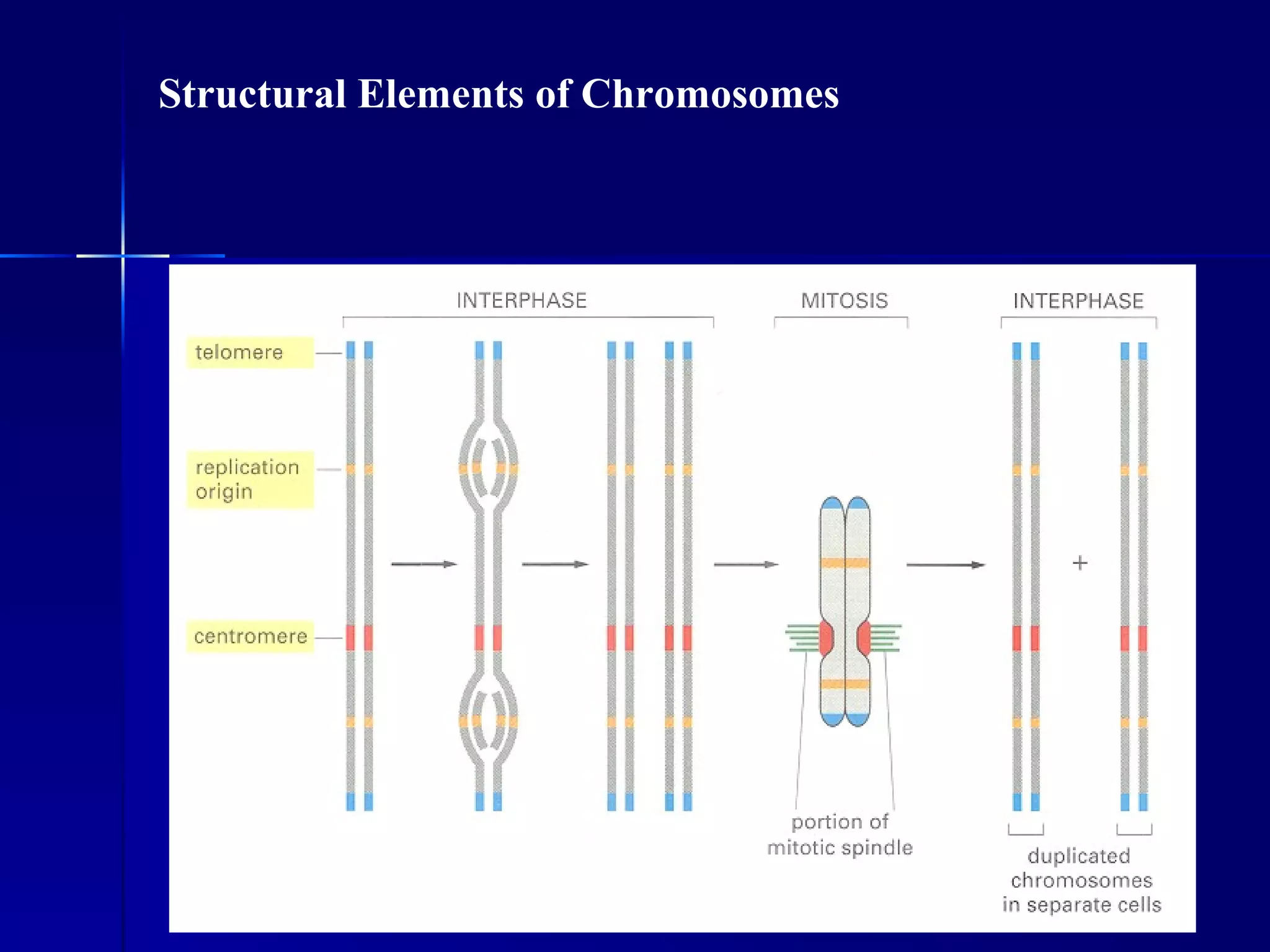 Structural Elements of Chromosomes
 