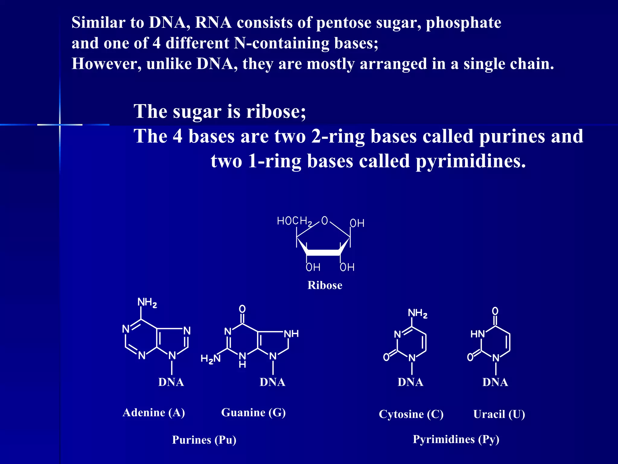 Similar to DNA, RNA consists of pentose sugar, phosphate
and one of 4 different N-containing bases;
However, unlike DNA, they are mostly arranged in a single chain.

        The sugar is ribose;
        The 4 bases are two 2-ring bases called purines and
                two 1-ring bases called pyrimidines.




                                     Ribose




            DNA              DNA                 DNA            DNA

      Adenine (A)      Guanine (G)            Cytosine (C)     Uracil (U)

              Purines (Pu)                          Pyrimidines (Py)
 