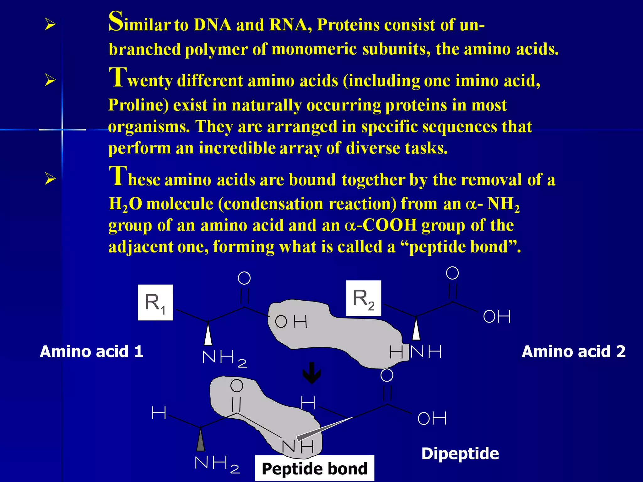 R1             R2

Amino acid 1                                   Amino acid 2
                        




                                   Dipeptide
                    Peptide bond
 