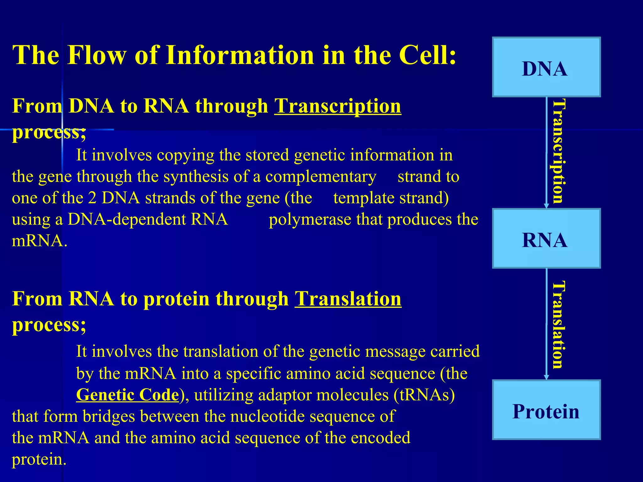 The Flow of Information in the Cell:                                  DNA
From DNA to RNA through Transcription




                                                                         Transcription
process;
         It involves copying the stored genetic information in
the gene through the synthesis of a complementary strand to
one of the 2 DNA strands of the gene (the template strand)
using a DNA-dependent RNA           polymerase that produces the
mRNA.                                                                 RNA




                                                                         Translation
From RNA to protein through Translation
process;
         It involves the translation of the genetic message carried
         by the mRNA into a specific amino acid sequence (the
         Genetic Code), utilizing adaptor molecules (tRNAs)
that form bridges between the nucleotide sequence of                  Protein
the mRNA and the amino acid sequence of the encoded
protein.
 