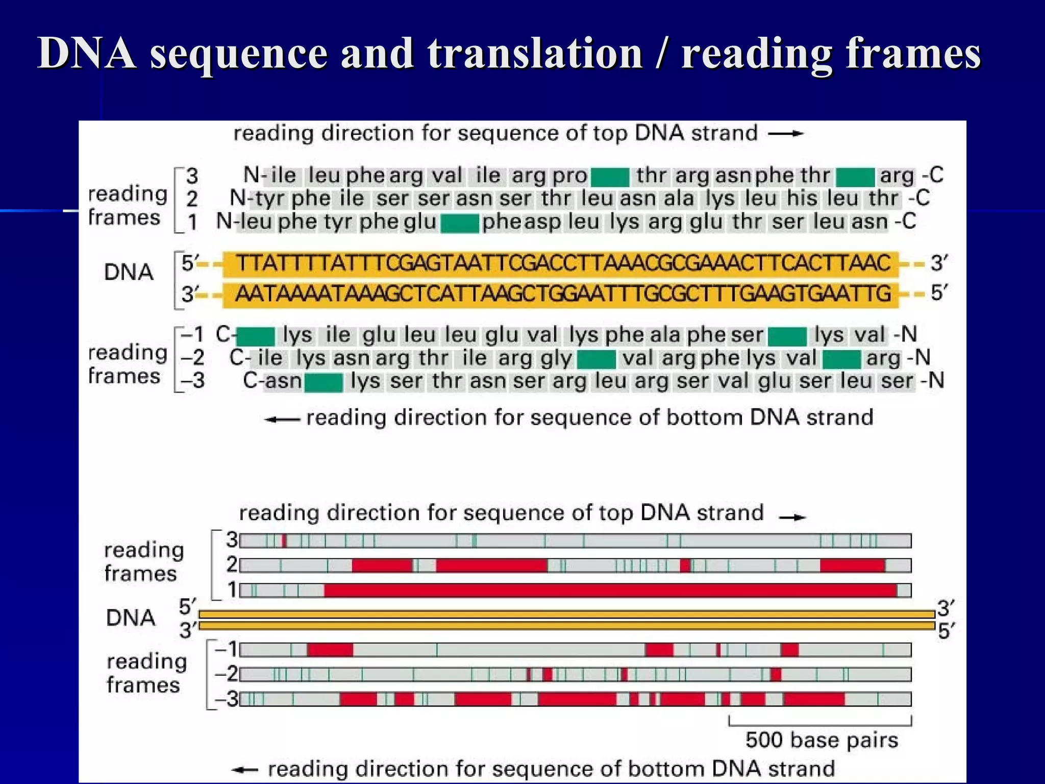 DNA sequence and translation / reading frames
 