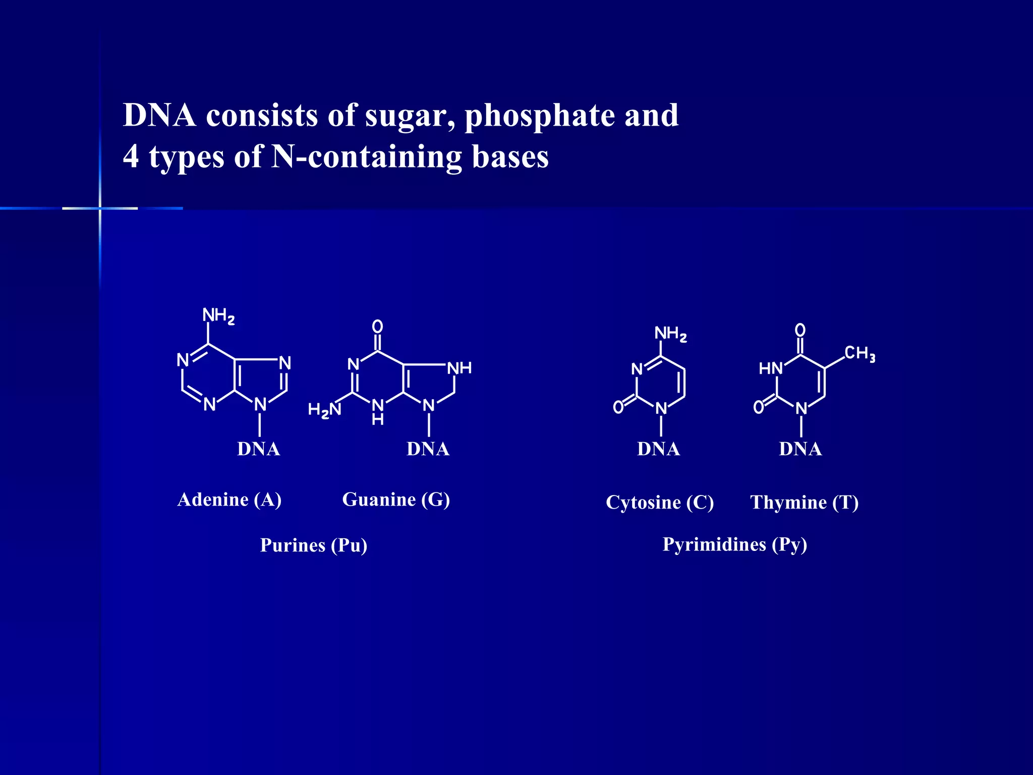 DNA consists of sugar, phosphate and
4 types of N-containing bases




         DNA              DNA        DNA            DNA

   Adenine (A)      Guanine (G)   Cytosine (C)   Thymine (T)

           Purines (Pu)                 Pyrimidines (Py)
 