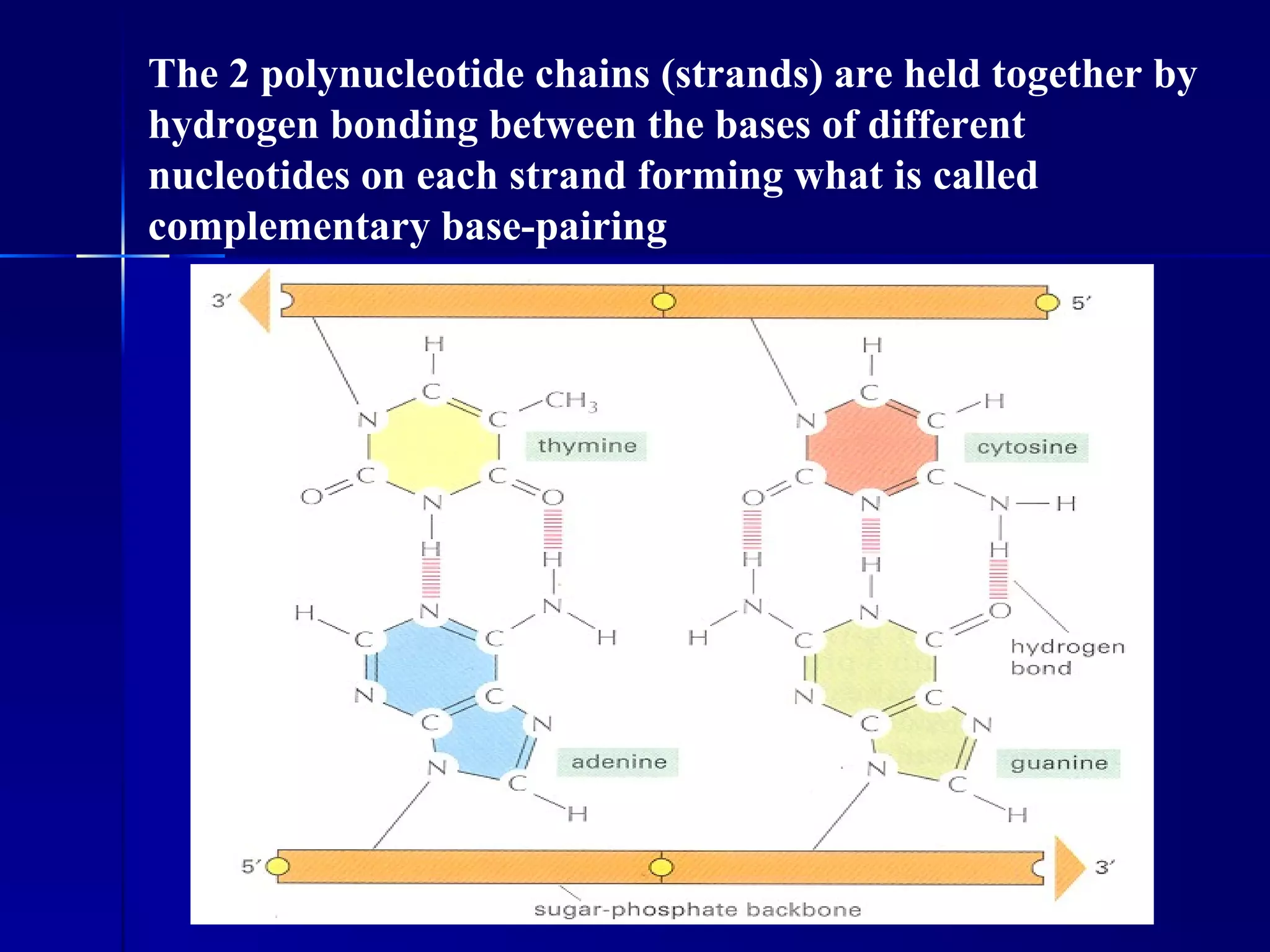 The 2 polynucleotide chains (strands) are held together by
hydrogen bonding between the bases of different
nucleotides on each strand forming what is called
complementary base-pairing
 