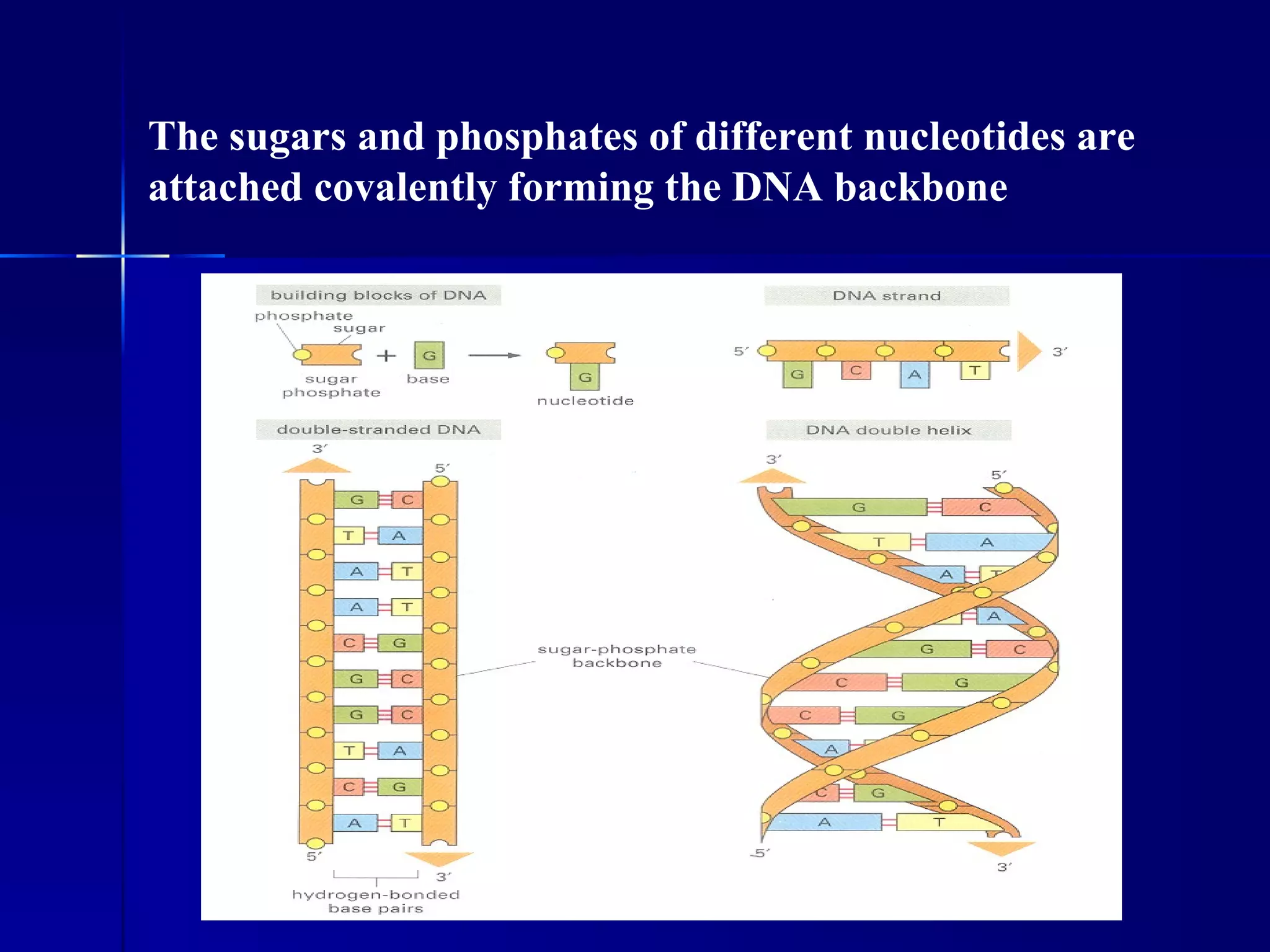 The sugars and phosphates of different nucleotides are
attached covalently forming the DNA backbone
 