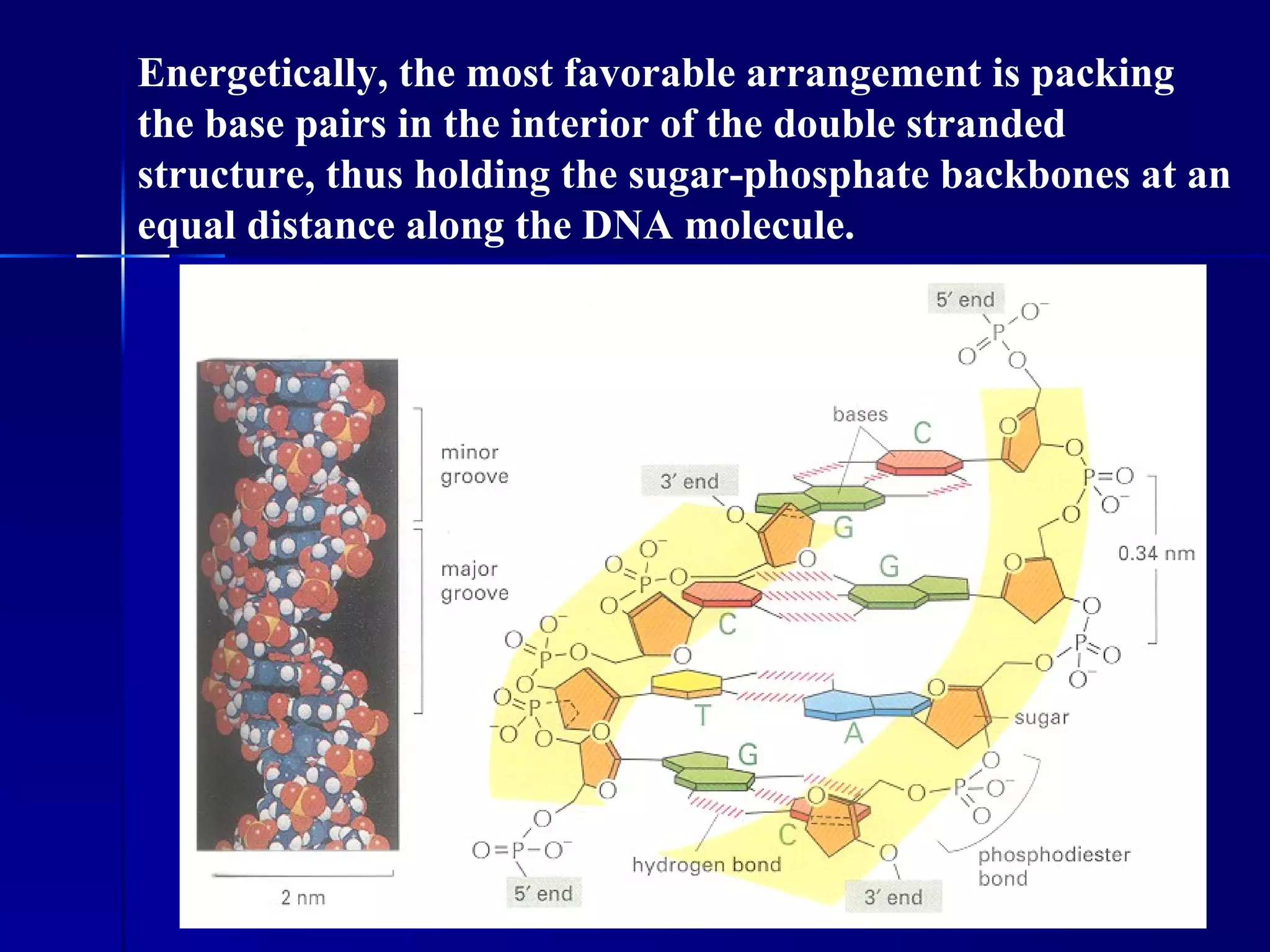 Energetically, the most favorable arrangement is packing
the base pairs in the interior of the double stranded
structure, thus holding the sugar-phosphate backbones at an
equal distance along the DNA molecule.
 
