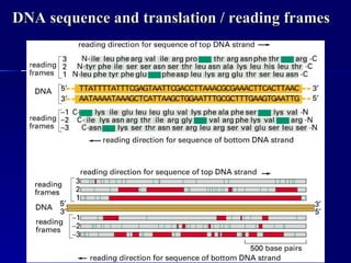 Lecture 9 10 dna-genes_chromosomes | PPT
