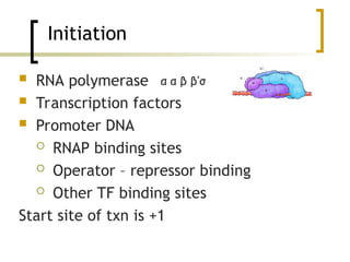 Comprehensive Overview of Prokaryotic Transcription and Gene Regulation ...