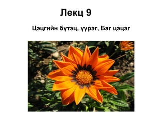 Лекц 9
Цэцгийн бүтэц, үүрэг, Баг цэцэг
 