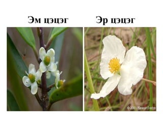 Эм цэцэг Эр цэцэг
 