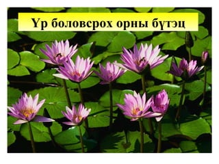 Үр боловсрох орны бүтэц
 