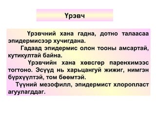 Үрэвчний хана гадна, дотно талаасаа
эпидермисээр хучигдана.
Гадаад эпидермис олон тооны амсартай,
кутикултай байна.
Үрэвчийн хана хөвсгөр паренхимээс
тогтоно. Эсүүд нь харьцангуй жижиг, нимгэн
бүрхүүлтэй, том бөөмтэй.
Түүний мезофилл, эпидермист хлоропласт
агуулагддаг.
Үрэвч
 