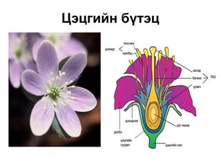 Цэцгийн бүтэц
 