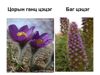 Цорын ганц цэцэг Баг цэцэг
 