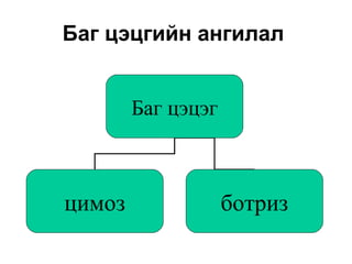 Баг цэцгийн ангилал
Баг цэцэг
цимоз ботриз
 