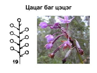 Цацаг баг цэцэг
 