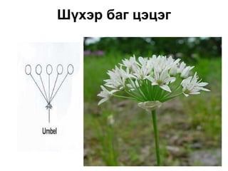 Шүхэр баг цэцэг
 