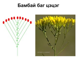 Бамбай баг цэцэг
 
