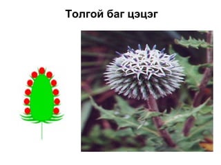 Толгой баг цэцэг
 