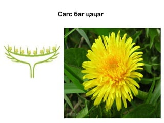 Сагс баг цэцэг
 