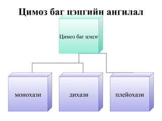 Цимоз баг цэцгийн ангилал
Цимоз баг цэцэг
монохази дихази плейохази
 