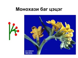 Монохази баг цэцэг
 