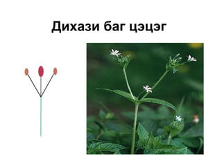 Дихази баг цэцэг
 