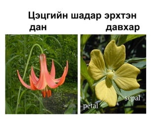 Цэцгийн шадар эрхтэн
дан давхар
 
