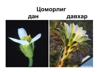 Цоморлиг
дан давхар
 