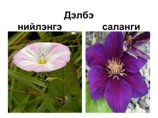 Дэлбэ
нийлэнгэ саланги
•
 