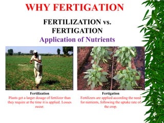 WHY FERTIGATION
FERTILIZATION vs.
FERTIGATION
Application of Nutrients
Fertilization
Plants get a larger dosage of fertilizer than
they require at the time it is applied. Losses
occur.
Fertigation
Fertilizers are applied according the need
for nutrients, following the uptake rate of
the crop.
 