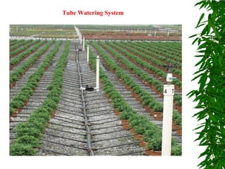 Tube Watering System
 