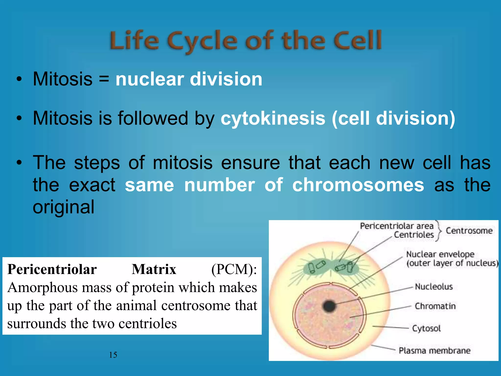 Mitosis and Cell Cycle Control (Cell Biology).ppt