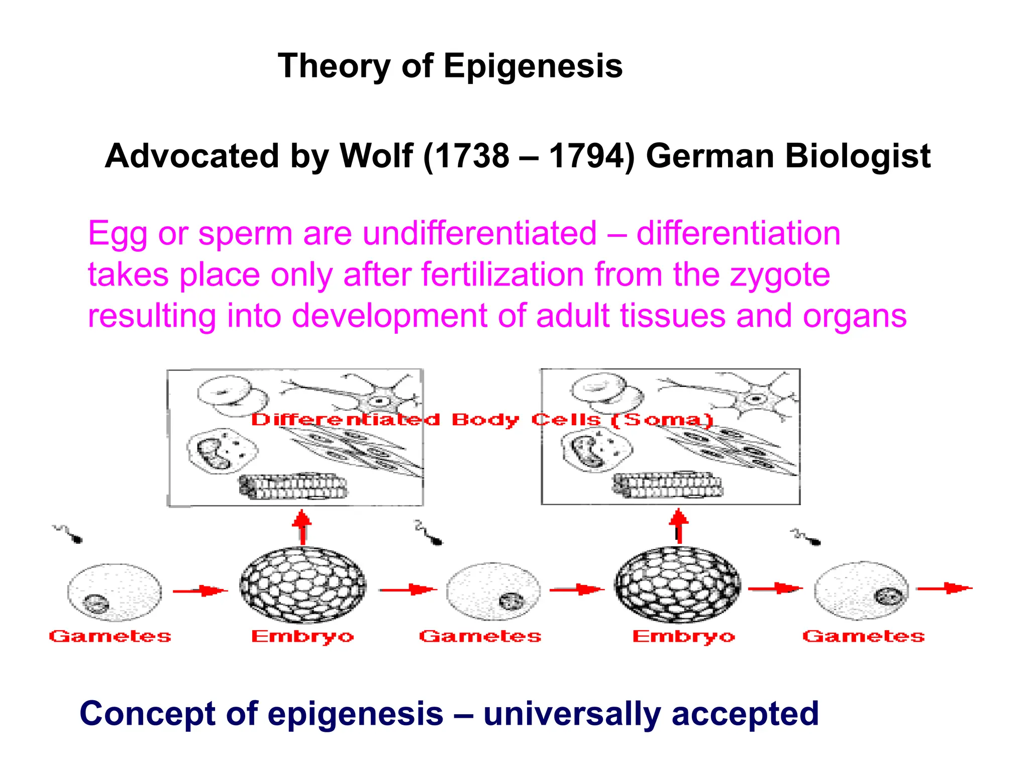 Theory of Epigenesis
Advocated by Wolf (1738 – 1794) German Biologist
Egg or sperm are undifferentiated – differentiation
takes place only after fertilization from the zygote
resulting into development of adult tissues and organs
Concept of epigenesis – universally accepted
 