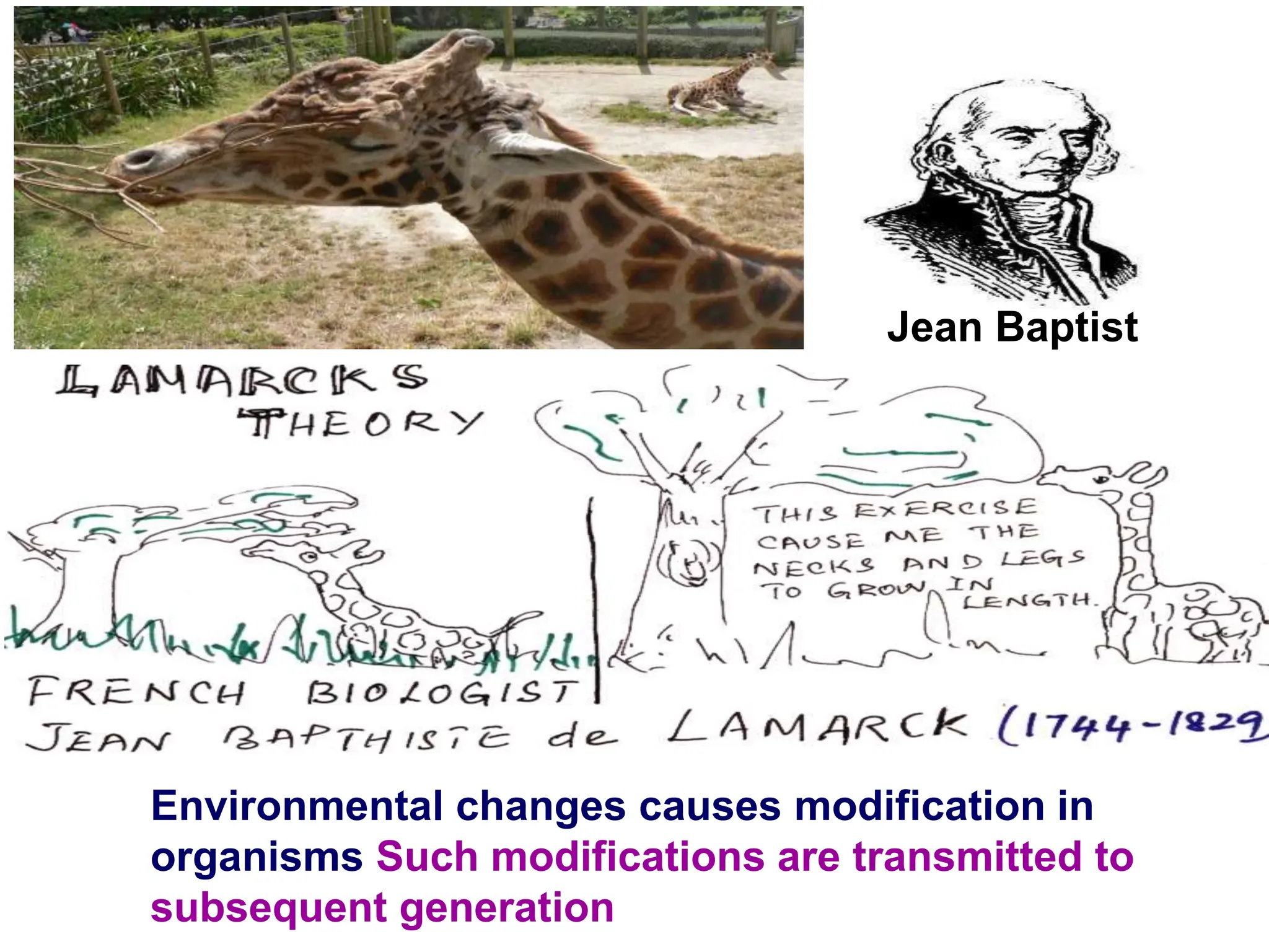 Environmental changes causes modification in
organisms Such modifications are transmitted to
subsequent generation
Jean Baptist
 
