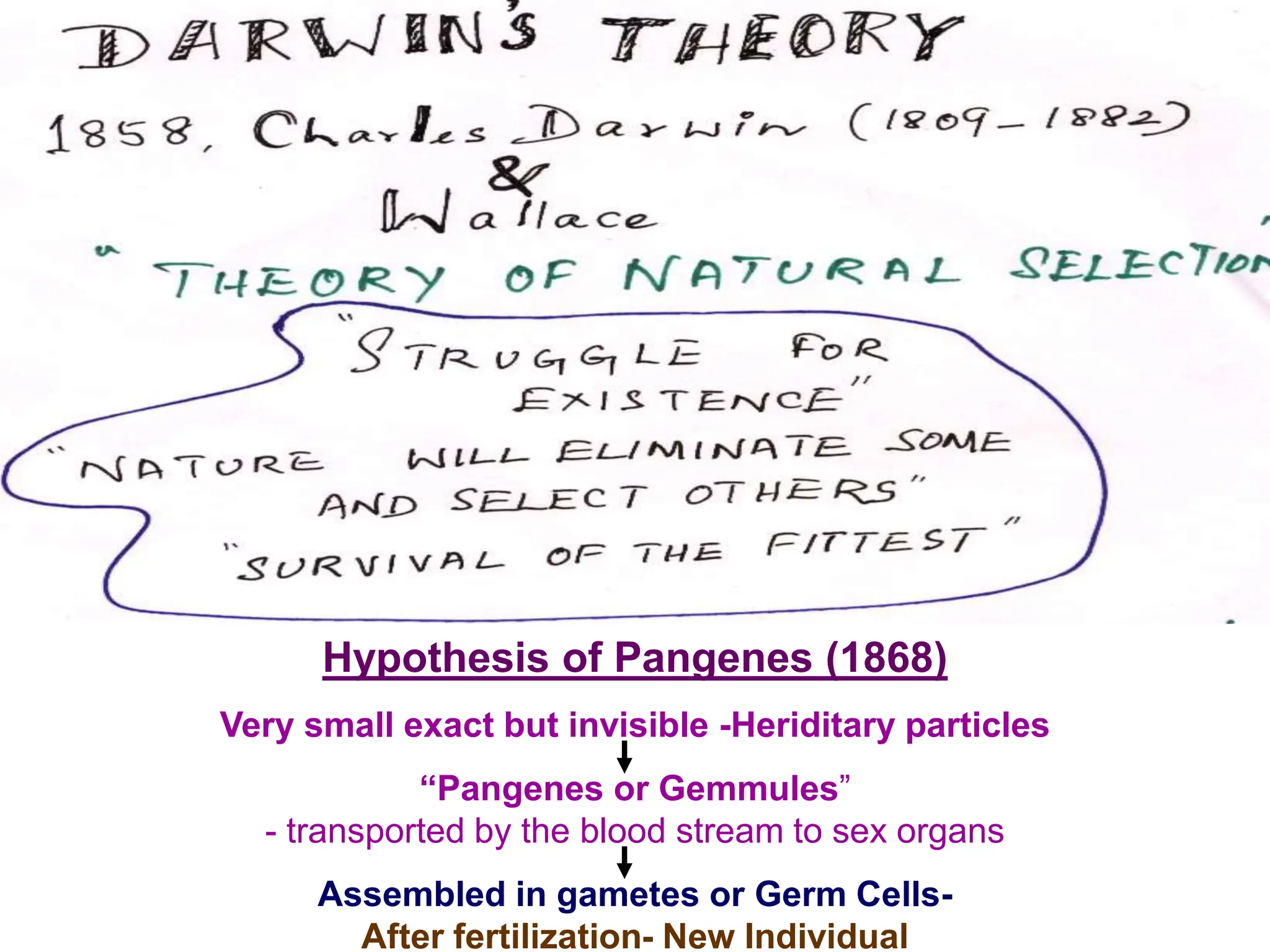 Hypothesis of Pangenes (1868)
Very small exact but invisible -Heriditary particles
“Pangenes or Gemmules”
- transported by the blood stream to sex organs
Assembled in gametes or Germ Cells-
After fertilization- New Individual
 