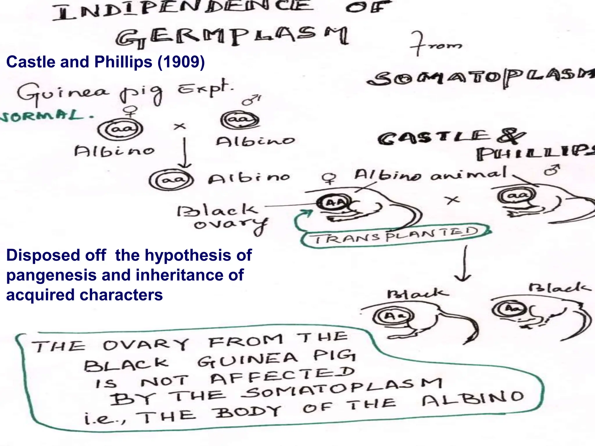 Castle and Phillips (1909)
Disposed off the hypothesis of
pangenesis and inheritance of
acquired characters
 