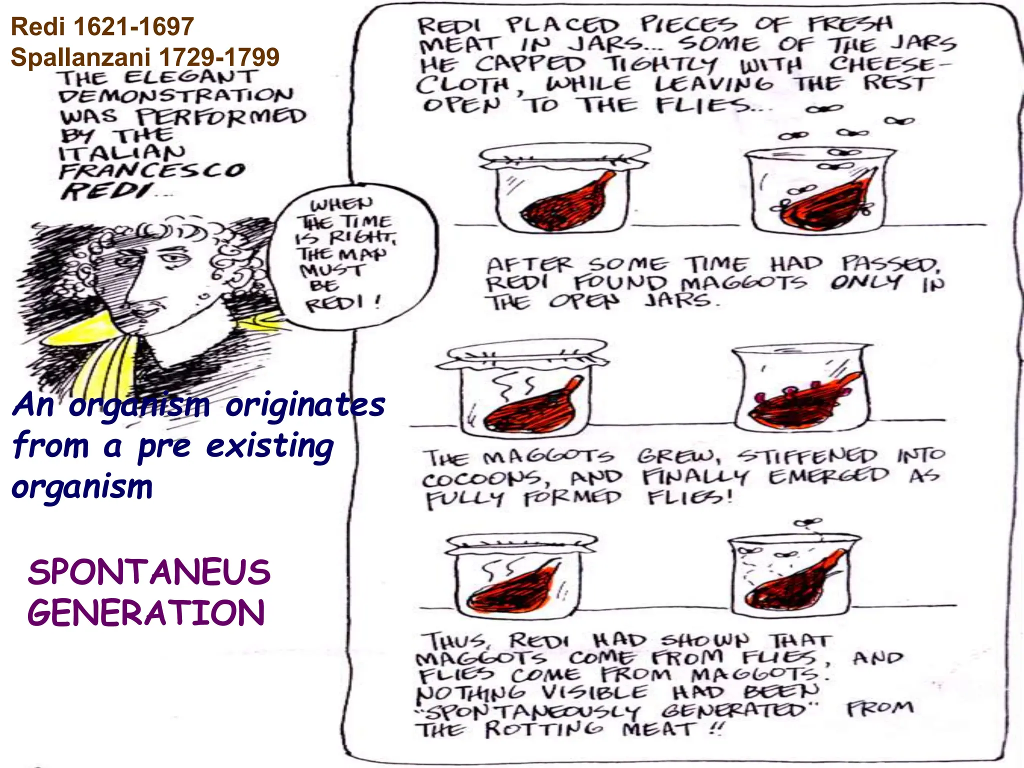 An organism originates
from a pre existing
organism
SPONTANEUS
GENERATION
Redi 1621-1697
Spallanzani 1729-1799
 