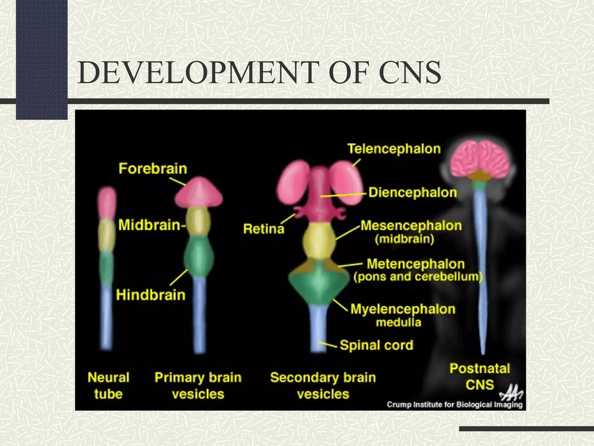 DEVELOPMENT OF CNS

 