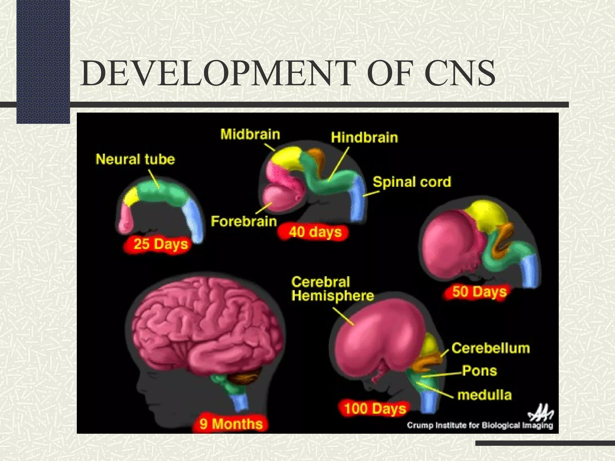 DEVELOPMENT OF CNS

 