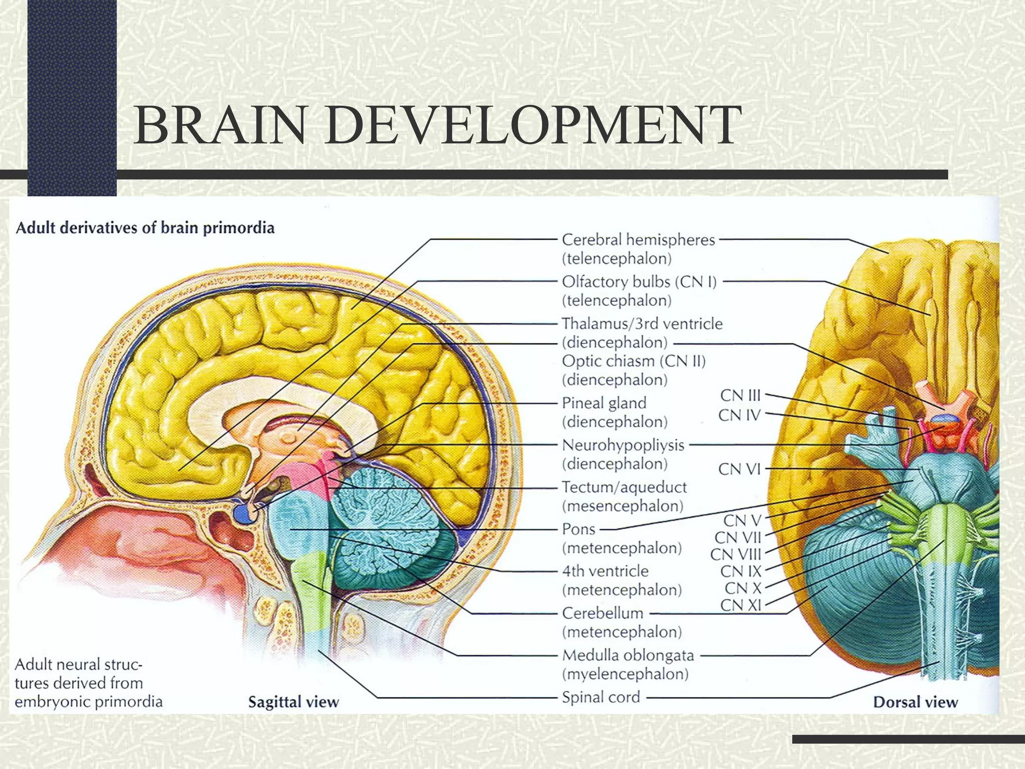 BRAIN DEVELOPMENT

 