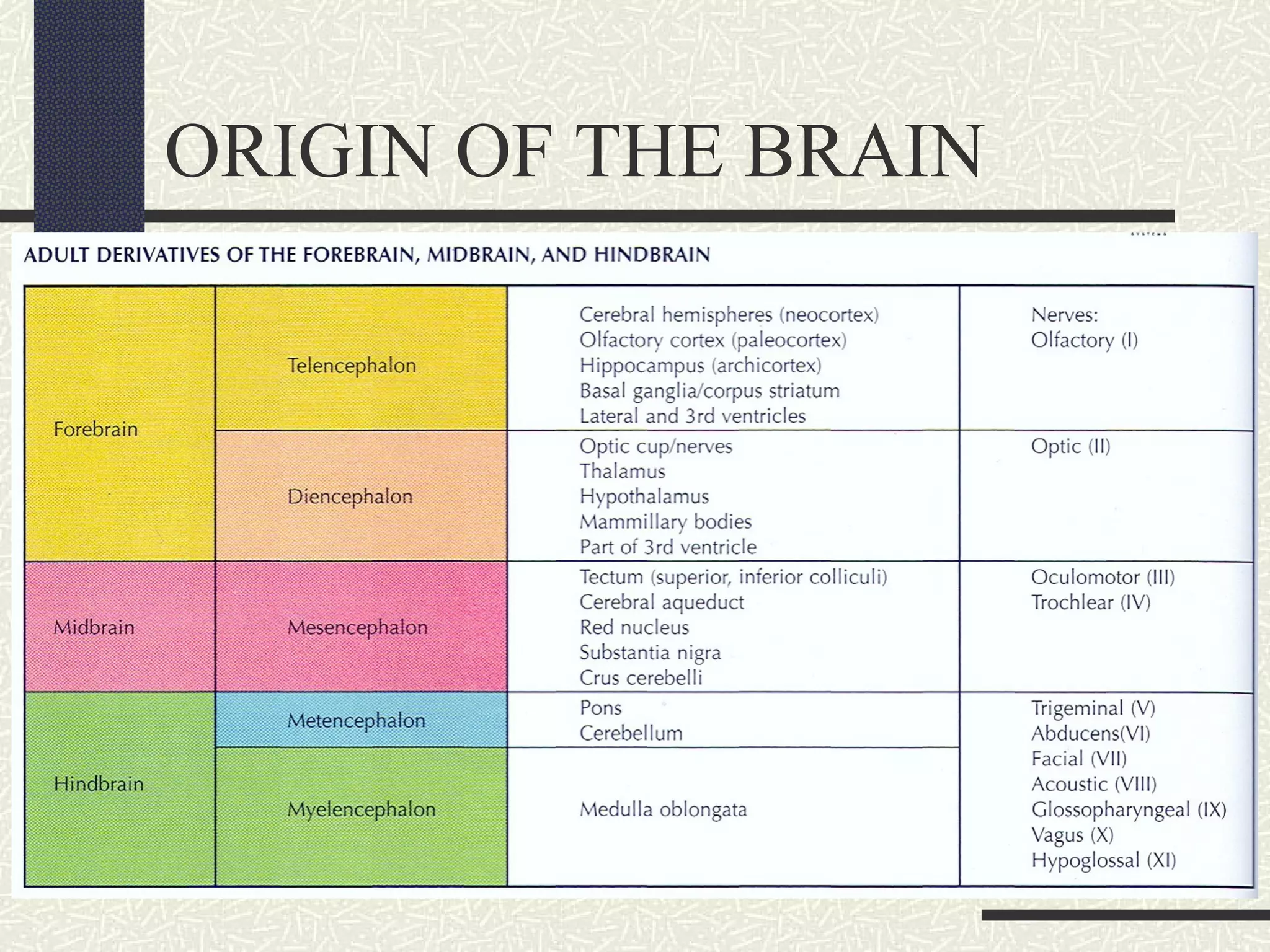 ORIGIN OF THE BRAIN

 