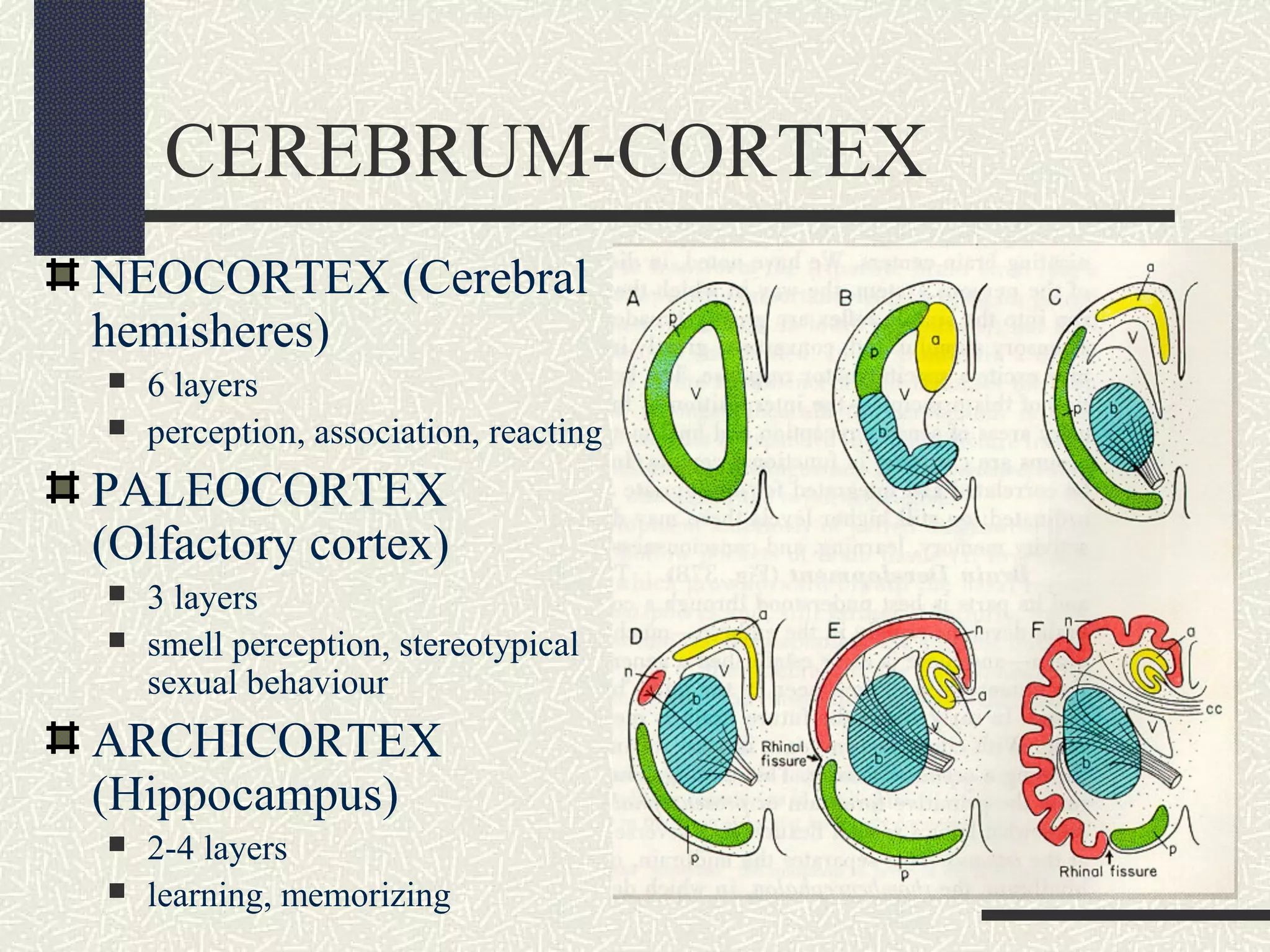 CEREBRUM-CORTEX
NEOCORTEX (Cerebral
hemisheres)



6 layers
perception, association, reacting

PALEOCORTEX
(Olfactory cortex)



3 layers
smell perception, stereotypical
sexual behaviour

ARCHICORTEX
(Hippocampus)



2-4 layers
learning, memorizing

 