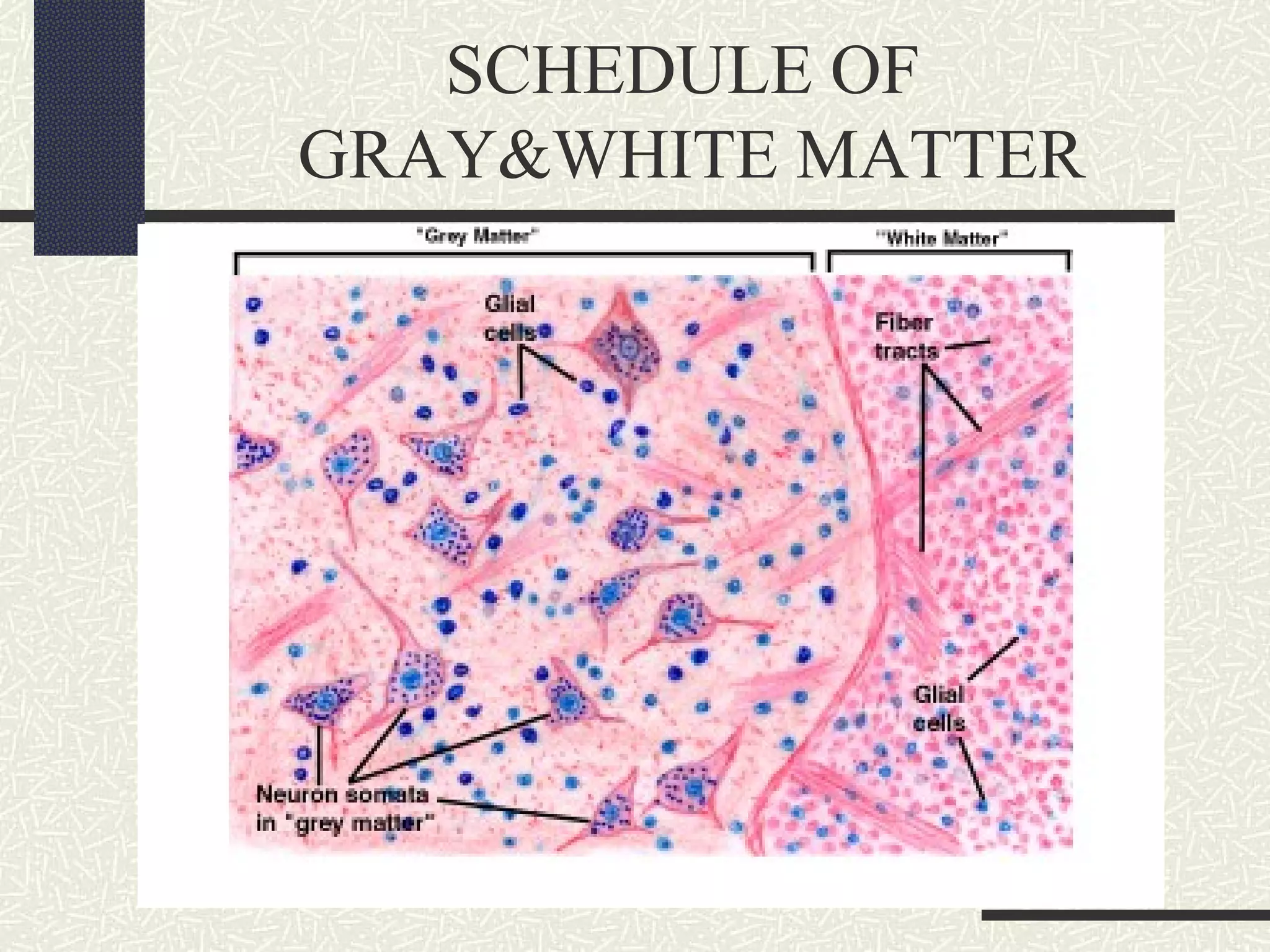 SCHEDULE OF
GRAY&WHITE MATTER

 