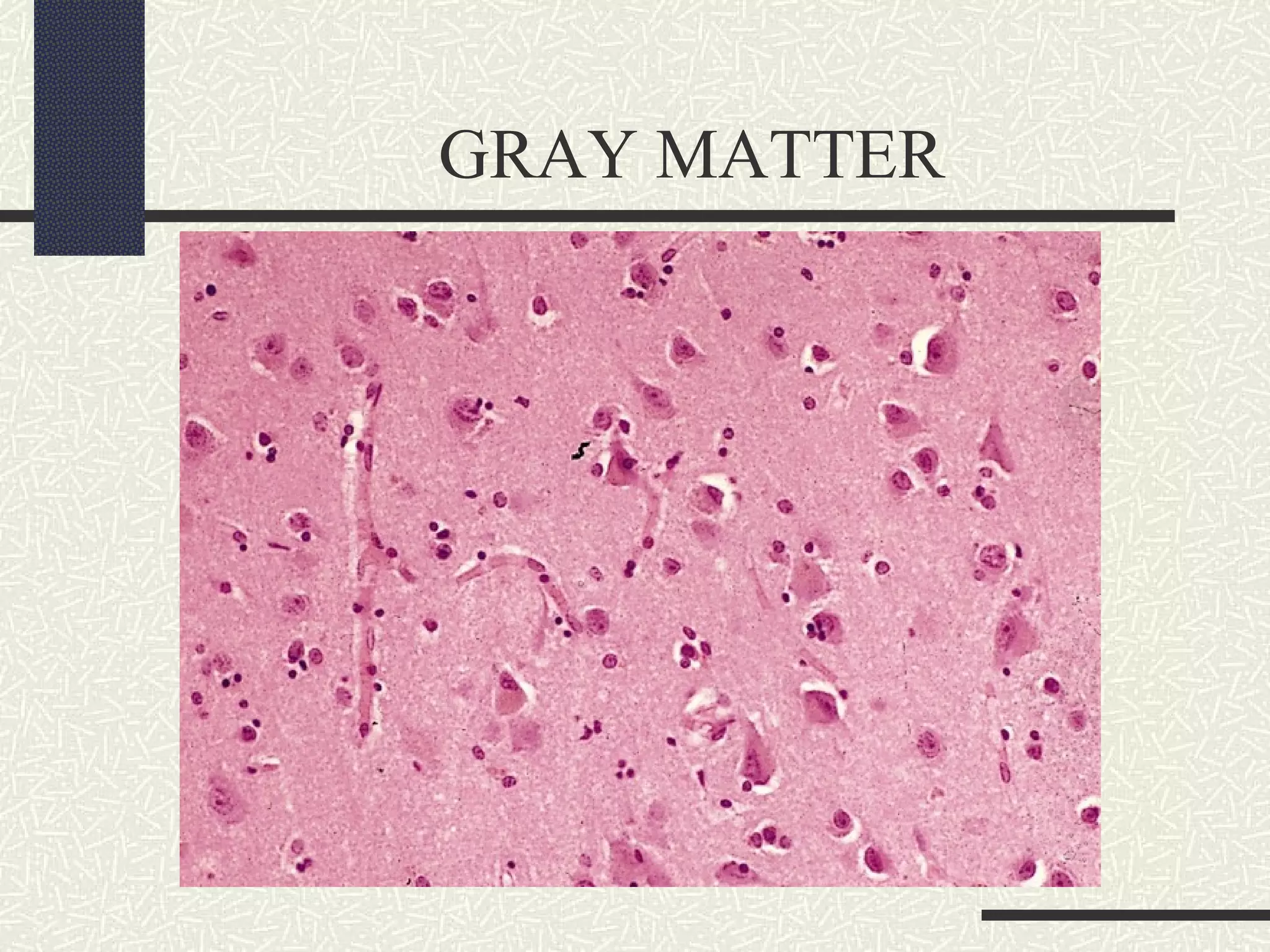 GRAY MATTER

 