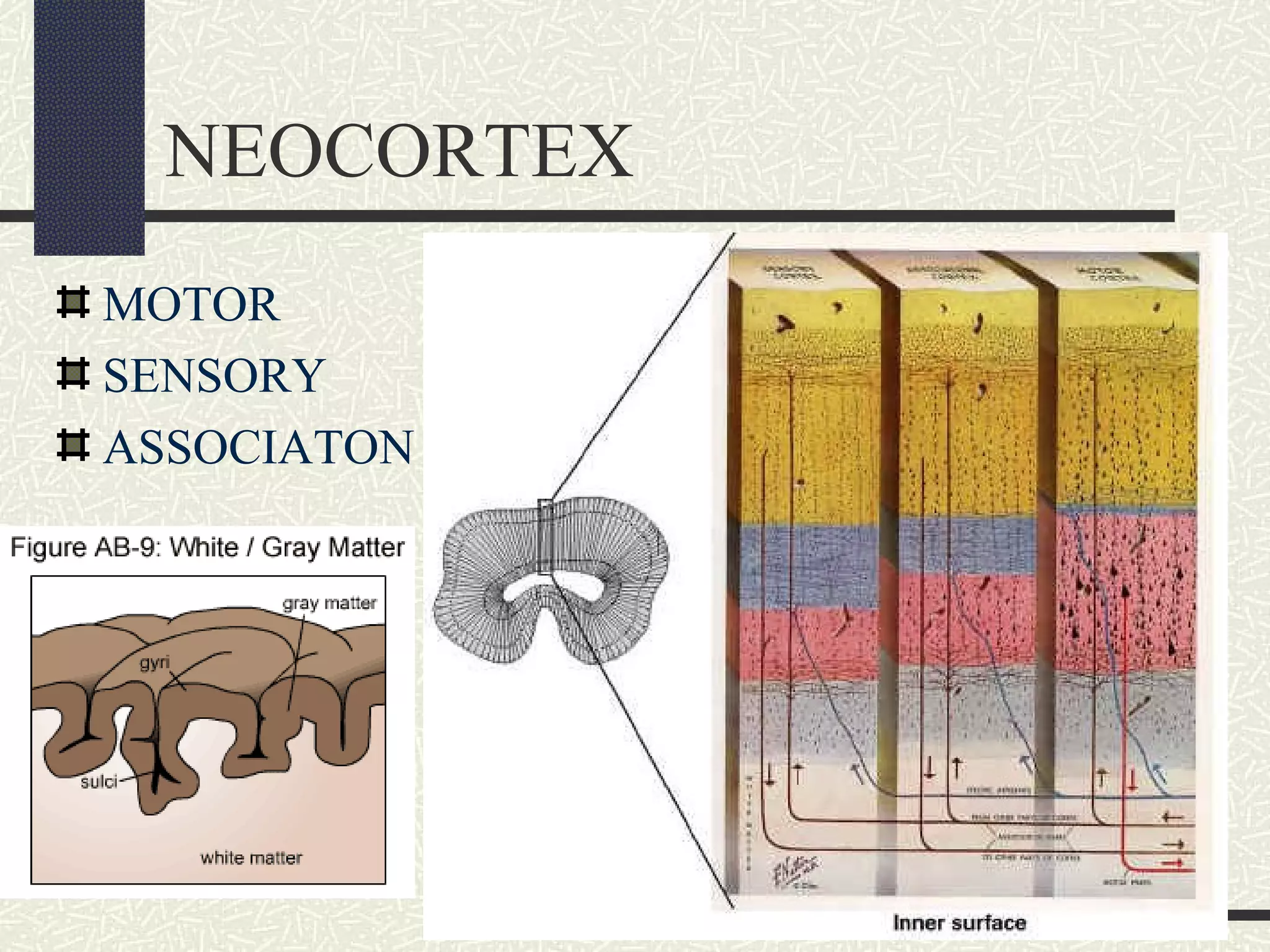 NEOCORTEX
MOTOR
SENSORY
ASSOCIATON

 