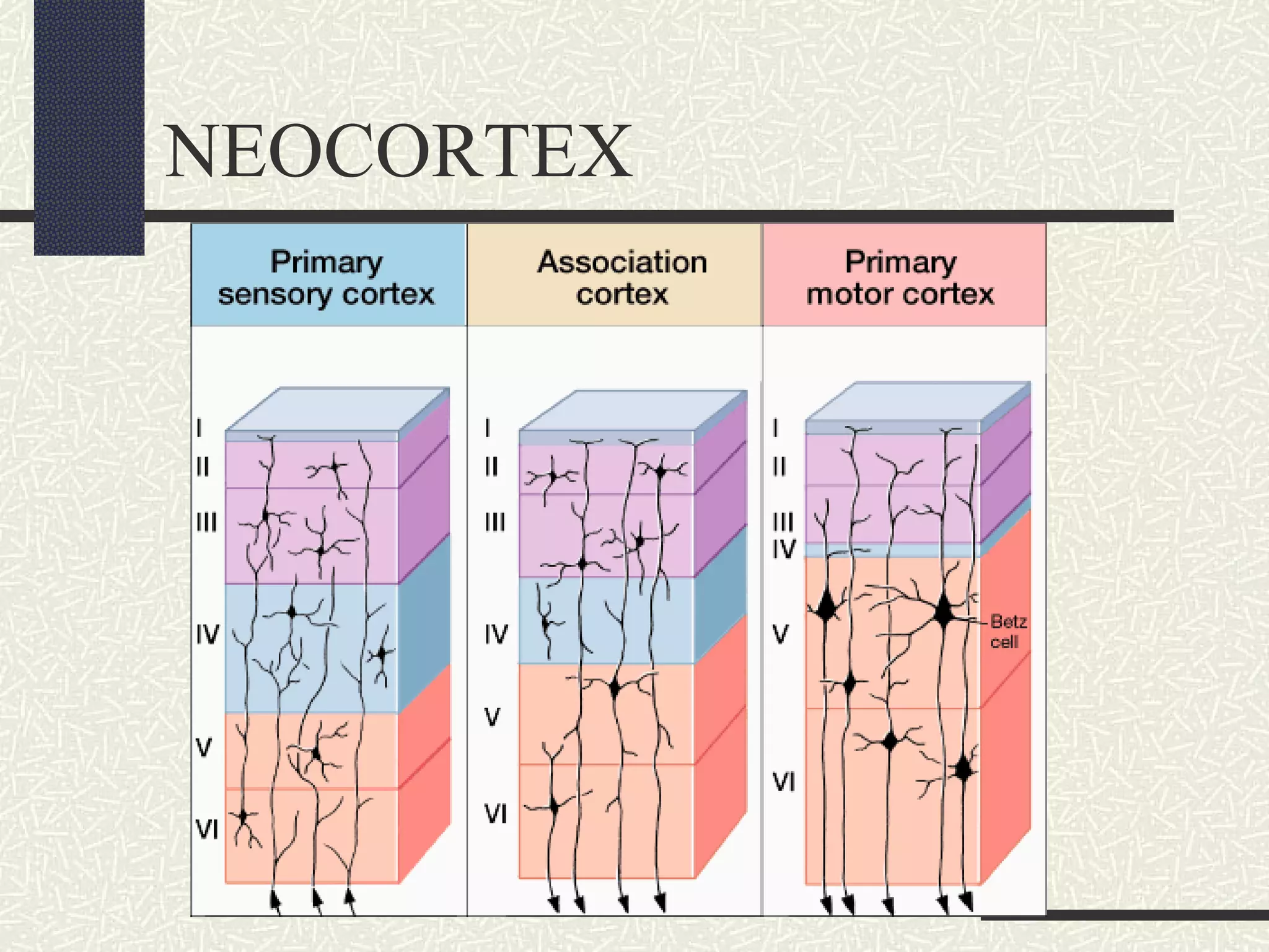 NEOCORTEX

 