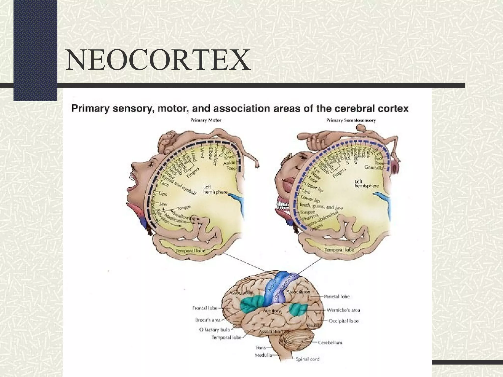 NEOCORTEX

 