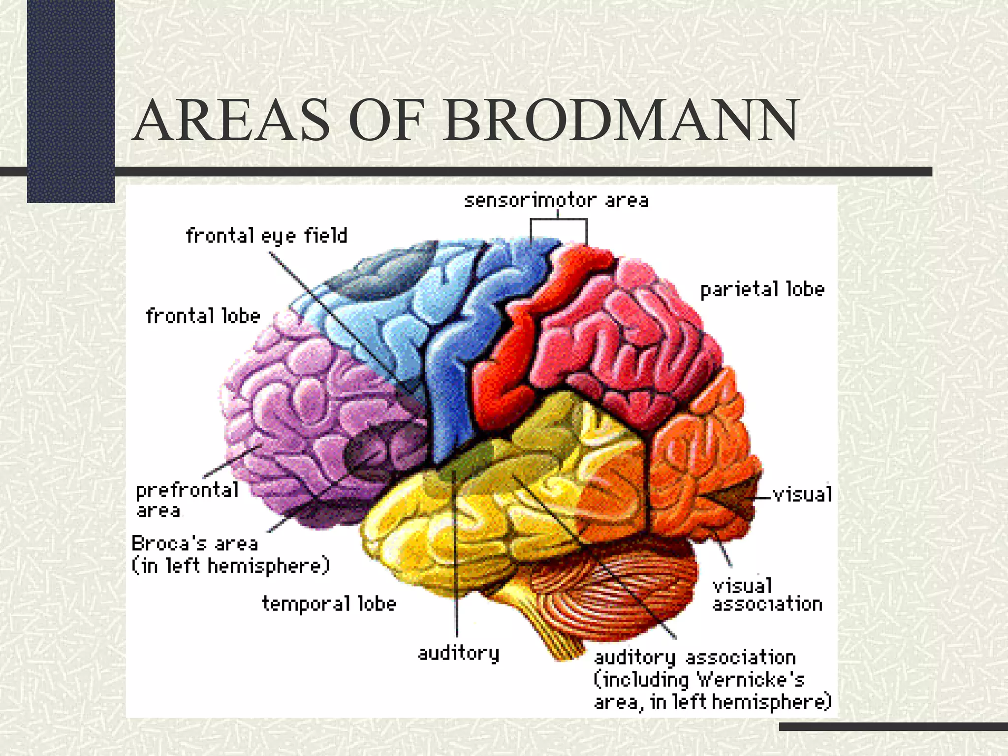 AREAS OF BRODMANN

 