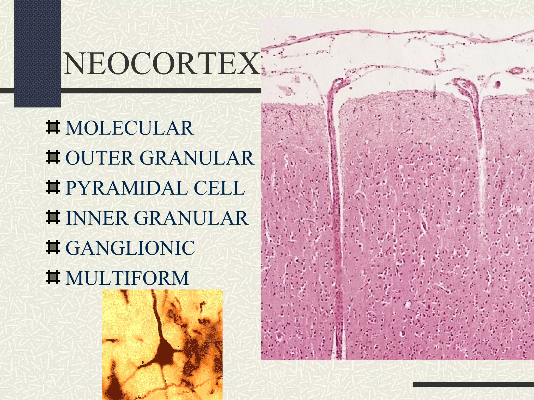 NEOCORTEX
MOLECULAR
OUTER GRANULAR
PYRAMIDAL CELL
INNER GRANULAR
GANGLIONIC
MULTIFORM

 
