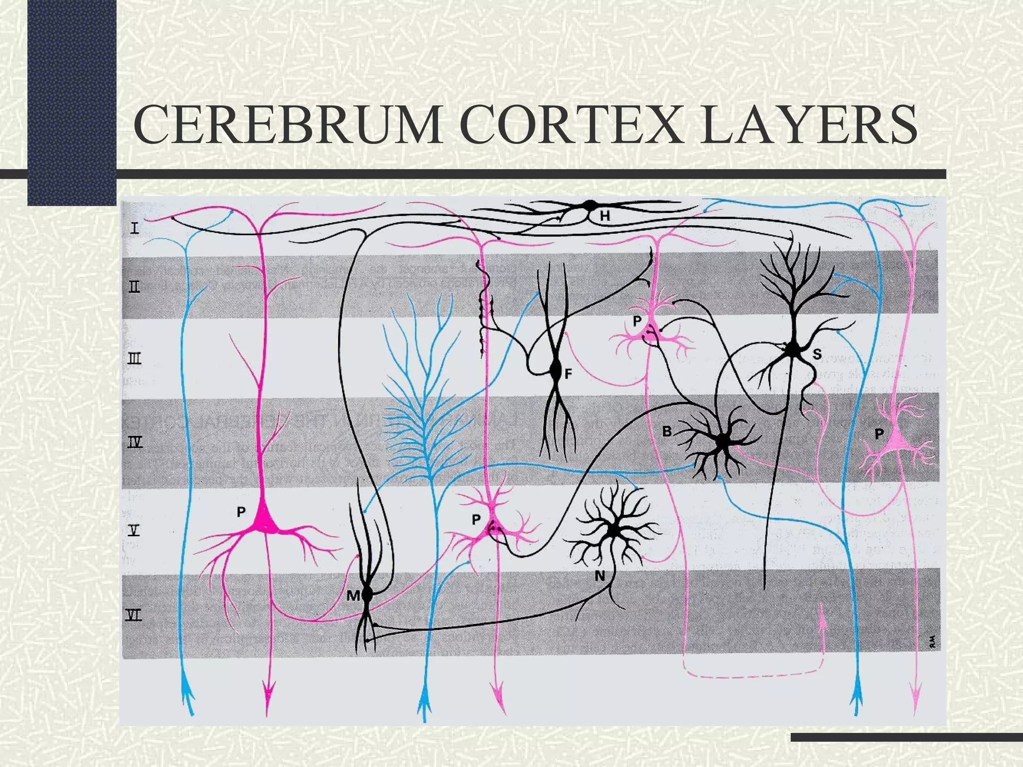 CEREBRUM CORTEX LAYERS

 